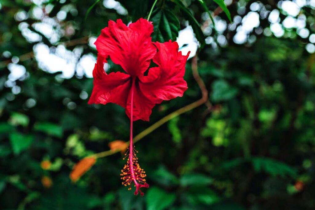 Hibiscus for hair growth bright cures