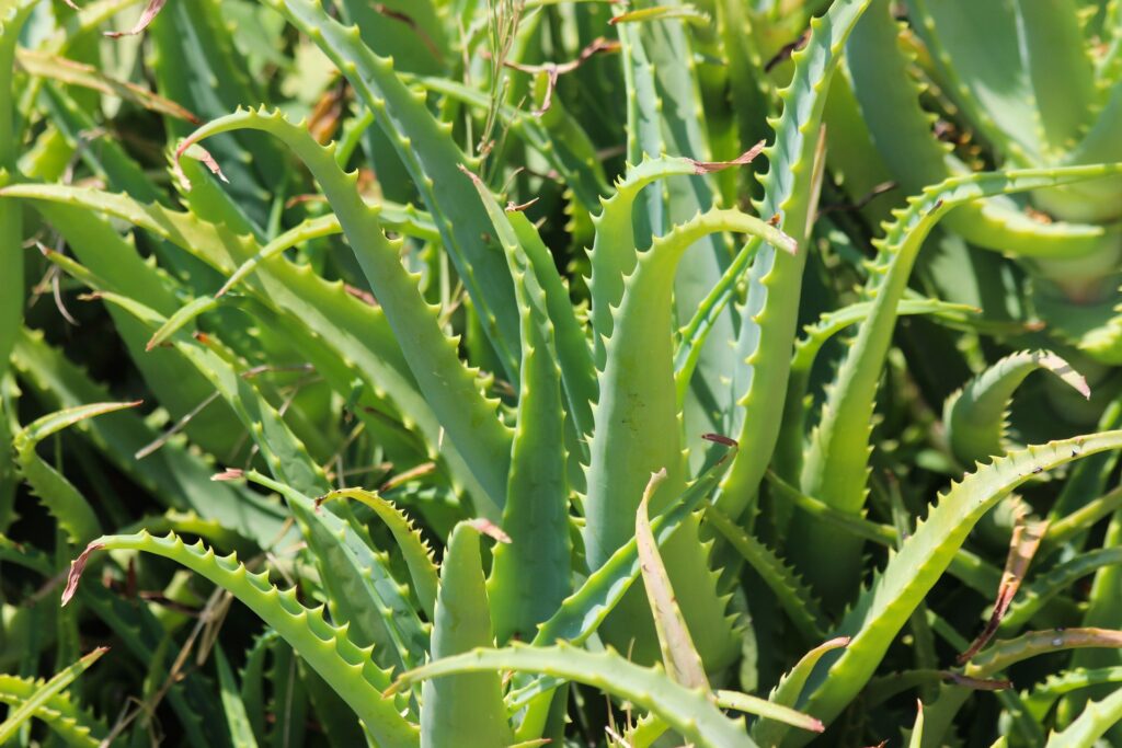 aloevera for thick hair bright cures