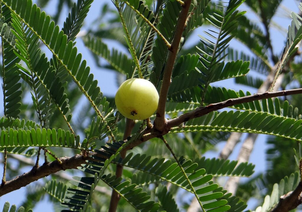 amla for hair bright cures