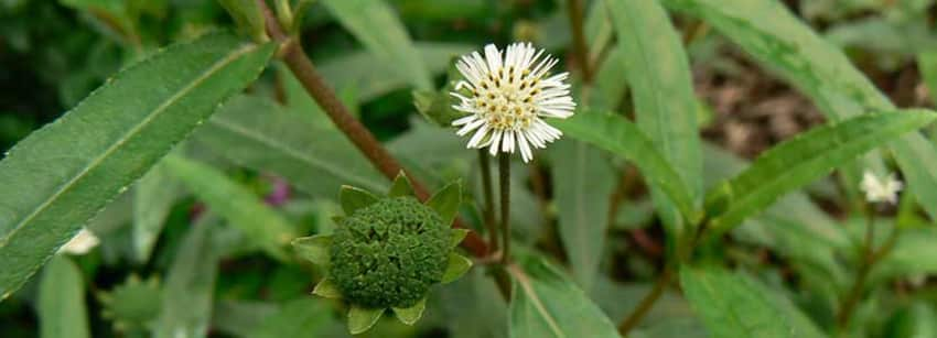 bhringraj for thick hair bright cures