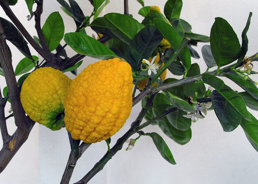 Madalakayi Leha | Heralekai Leha | Citron Fruit Lehyam