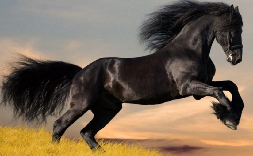 What does dreaming of a horse mean | Horse Dream